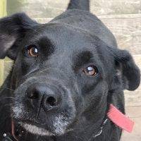 Athena - Black Lab Mix Dog For Adoption In Missouri