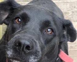 Athena - Black Lab Mix Dog For Adoption In Missouri