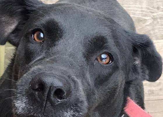 Athena - Black Lab Mix Dog For Adoption In Missouri