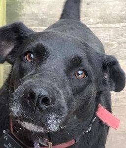 Athena - black lab mix dog for adoption in ohio