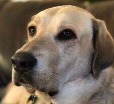 Atlanta GA Yellow Labrador Retriever Mix Dog Adoption