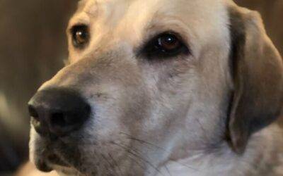 Anatolian shepherd yellow labrador retriever mix dog for adoption in roswell, ga – supplies included – adopt lola
