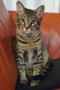 Atticus f5 Savannah Kitten Adoption Braintree MA (3)