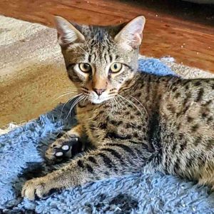 Braintree ma – 5 mo male f5 savannah kitten for adoption – meet atticus