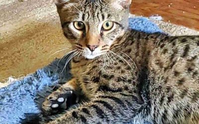 Braintree MA – 5 MO Male F5 Savannah Kitten For Adoption – Meet Atticus