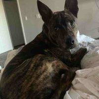 August - German Shepherd Mix Dog For Adoption In Las Vegas NV 1