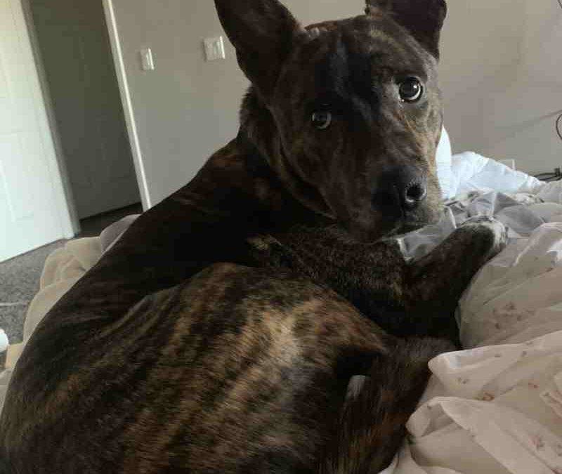 Brindle German Shepherd Mix For Private Adoption in Las Vegas – Meet August