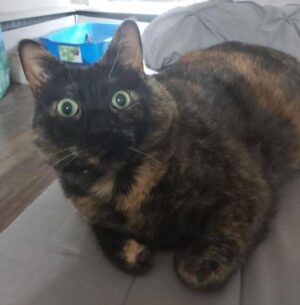 Aurora Tortoiseshell Cat Adoption Calgary