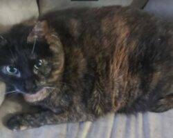 Aurora tortoiseshell cat adoption calgary