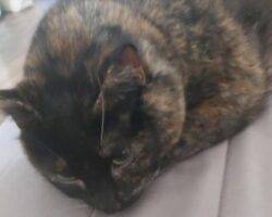 Aurora tortoiseshell cat adoption calgary