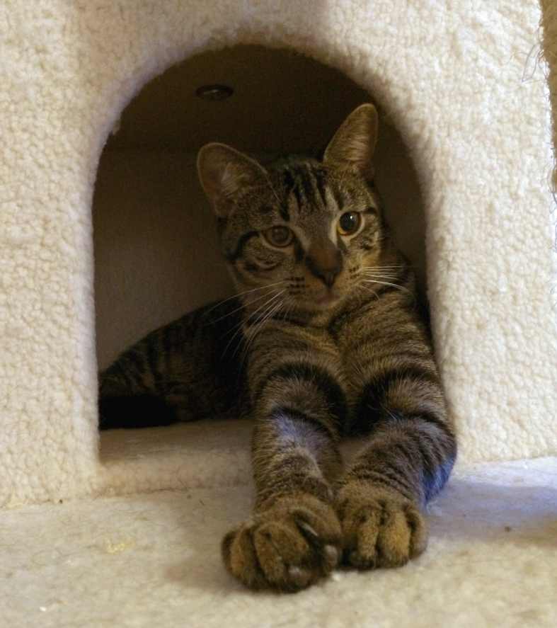 Rebel Dark Tabby Cat to adopt in Austin Texas area