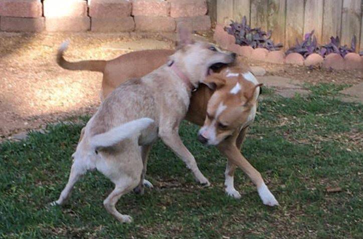 Red heeler mix australian cattle dog mix dog adoption san antonio texas