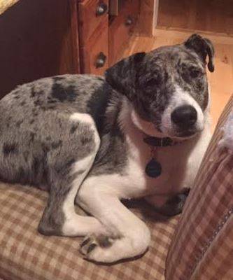 Rehomed – ryder – amazing australian shepherd mix near detroit mi