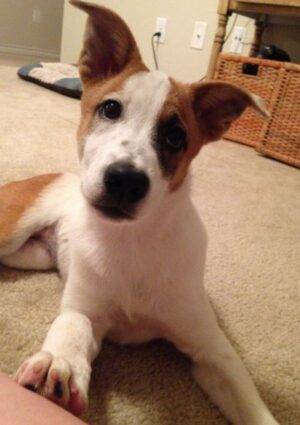 ADOPTED – Amazing Ava – Adorable 4 MO F ACD Puppy – San Antonio Texas