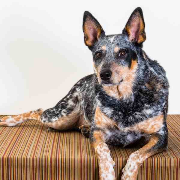 Australian Cattle Dogs For Adoption Near You - Rehome Adopt an ...