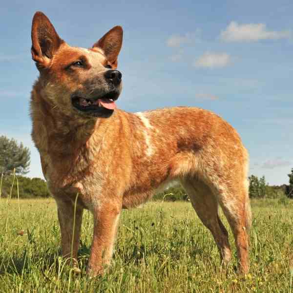 Australian Cattle Dogs For Adoption Near You - Rehome Adopt an ...