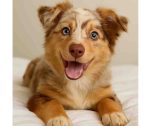Skarl, a 10-month-old australian shepherd chihuahua mix puppy, laying down with a sweet, happy expression in charleston sc