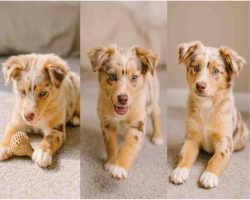 Puppy For Adoption In Charleston Photo Collage of skarl, a 10-month-old australian shepherd chihuahua mix puppy, shown playing, walking, and sitting in charleston sc