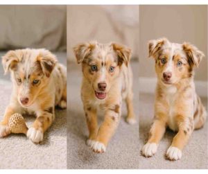 Collage of Skarl, a 10-month-old Australian Shepherd Chihuahua mix puppy, shown playing, walking, and sitting in Charleston SC