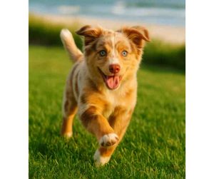 Skarl, a happy 10-month-old Australian Shepherd Chihuahua mix puppy, smiling while trotting through green grass in Charleston SC