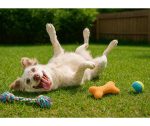 Australian Shepherd Dog for Adoption in Charleston SC