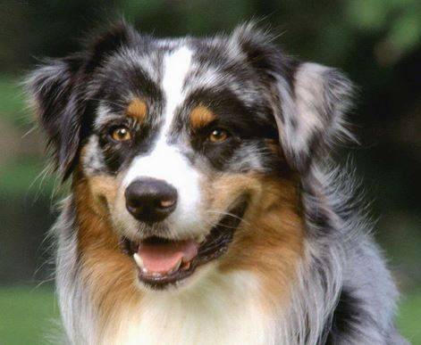 Australian Shepherd Dog Breed Information Guide Pet Rehoming Services