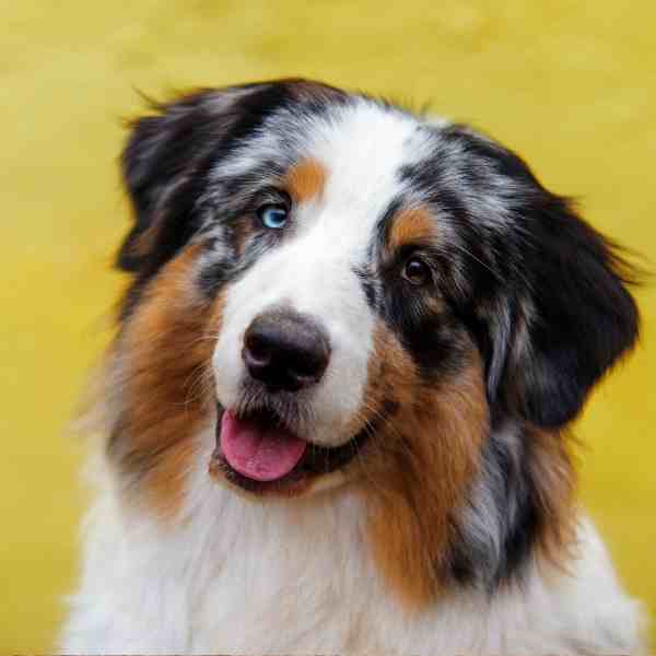 Australian Shepherd Dogs Photo