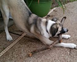 Australian shepherd german shepherd mix adoption dallas 6