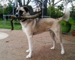 Australian shepherd german shepherd mix adoption dallas 6