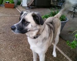 Australian shepherd german shepherd mix adoption dallas 6