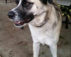 Australian shepherd german shepherd mix adoption dallas 6