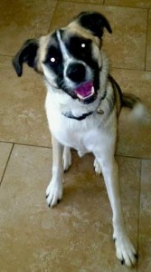 Australian shepherd german shepherd mix adoption dallas 6