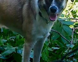 Australian shepherd german shepherd mix adoption dallas 6