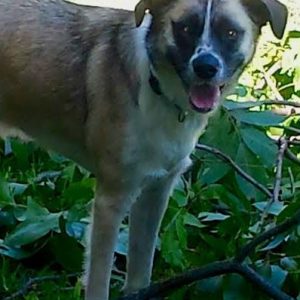 australian shepherd with german shepherd rehomed boomer great german shepherd australian shepherd mix australian shepherd with german shepherd rehomed boomer great german shepherd australian shepherd mix