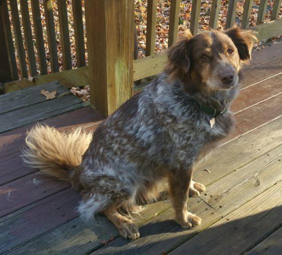 Bo – gorgeous and sweet australian shepherd mix, 4, seeks only pet home in rural kentucky – all supplies included