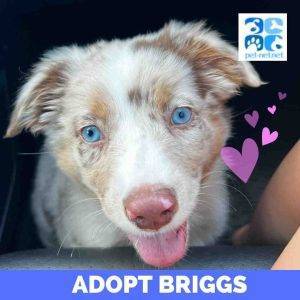 Australian shepherd puppy for adoption in copperas cove texas