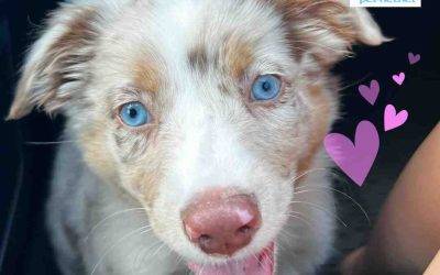 3 MO Australian Shepherd Puppy For Adoption in Copperas Cove Texas – Supplies Included – Adopt Briggs