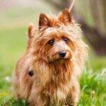 Australian terrier adorable small dog breed for adoption