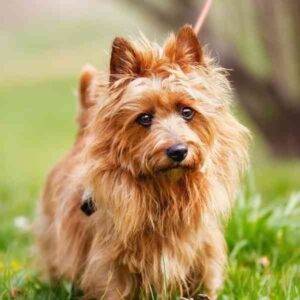 Australian Terrier Adorable Small Dog Breed For Adoption