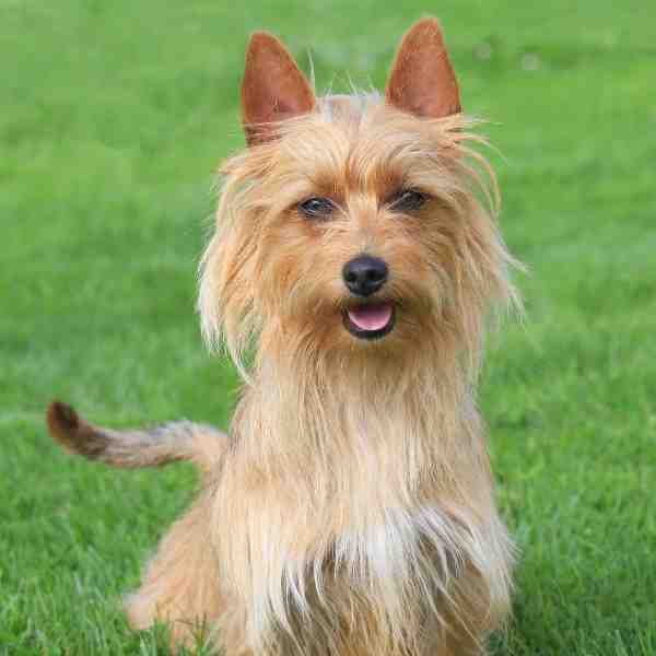 Australian Terrier Photo