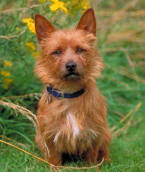 Terrier Dog Breed Information Guide