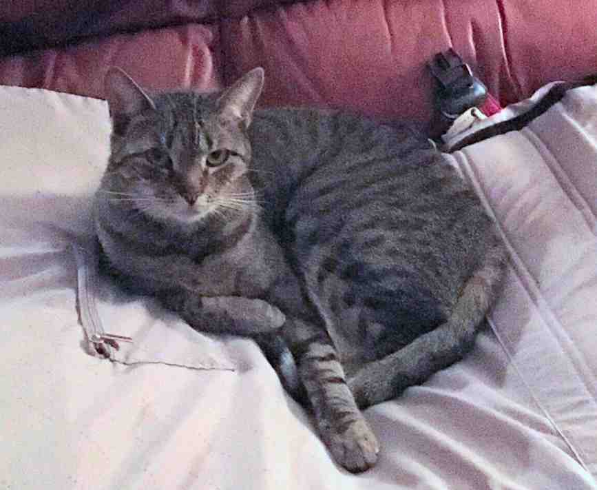 Gallatin tn - brown tabby cat for private adoption - meet ava