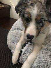 Border Collie Australian Sheoherd Aussie Mix Dog Adopt Nyc