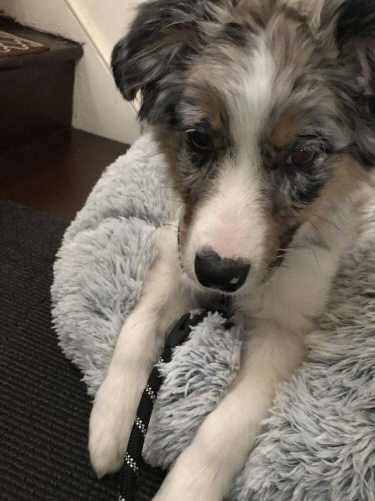 border collie australian sheoherd aussie mix dog adopt nyc