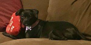 Black Puggle For Adoption in Atlanta GA - Adopt Chloe Today
