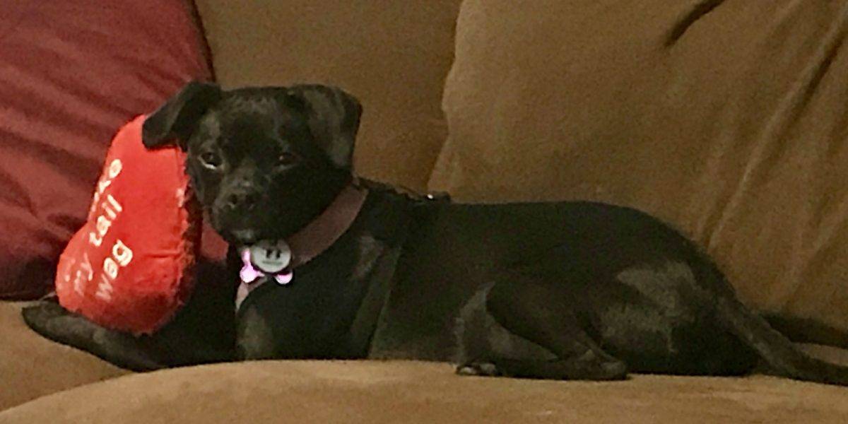 Adopted – Black Puggle in Atlanta GA – Meet Chloe