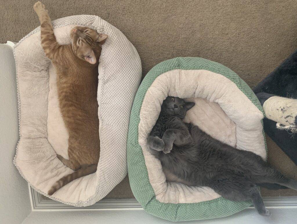 Russian blue mix cat for adoption in tulare ca – supplies included – adopt vinchi