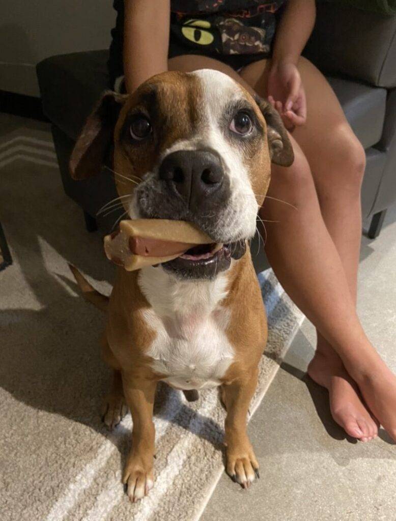 Scooby pitbull boxer mix dog adoption honolulu hawaii