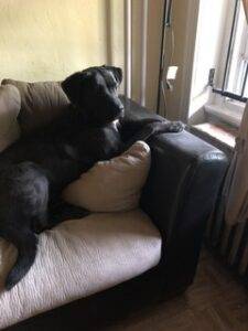 Cane corso for adoption in philadelphia pa – supplies included – adopt lulu today