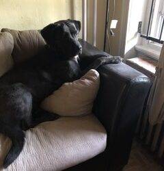 Cane Corso For Adoption in Philadelphia PA – Supplies Included – Adopt Lulu Today